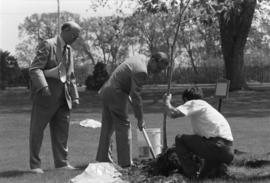 Mayor Ben Corke planting tree for Belleville Centennial celebrations