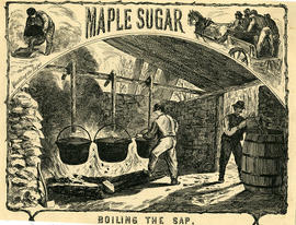 Maple sugar: boiling the sap